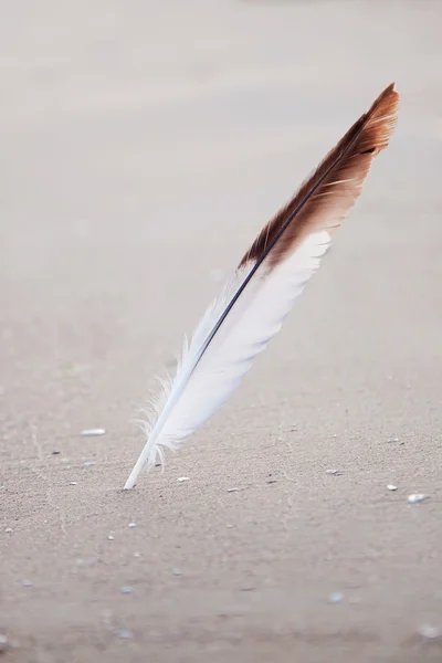 stock image Feather