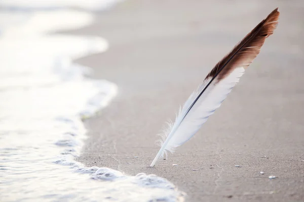 Stock image Feather