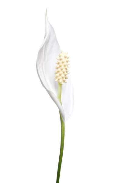 stock image Peace Lily