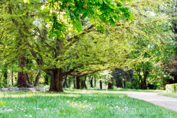 평화로운 녹색 공원 로열티 프리 스톡 사진
