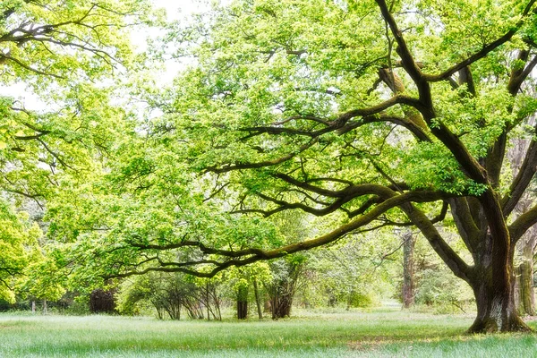 Baum, Park Stockfoto