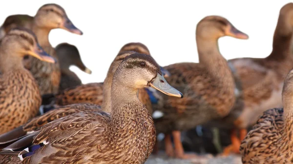 stock image Group of ducks