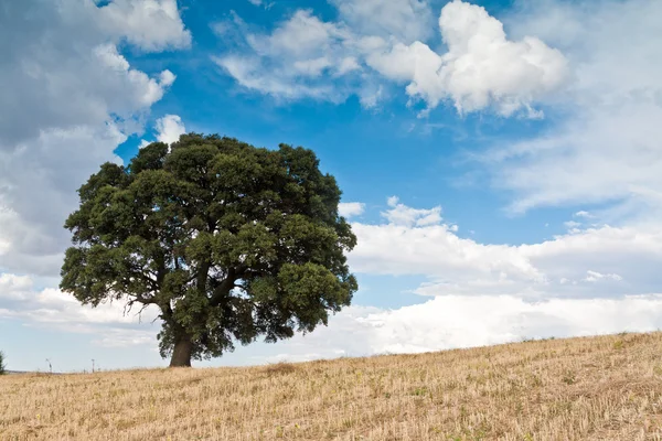 A árvore solitária — Fotografia de Stock