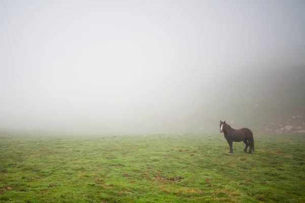 Häst i dimman — Stockfoto