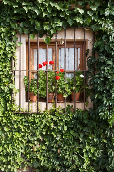 Bloemrijke venster — Stockfoto