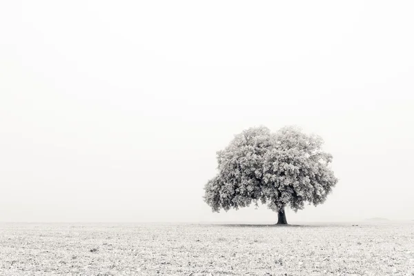 Одинокое и холодное дерево — стоковое фото