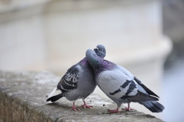 Kissing pigeons clipart