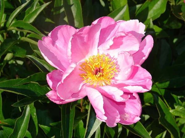 stock image Flower