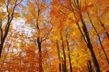 beukenbos in de herfst 35