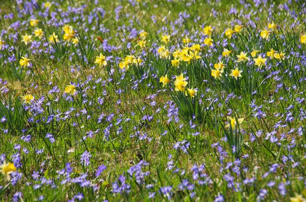 Scilla und Narzissenblüten 01 — Stockfoto