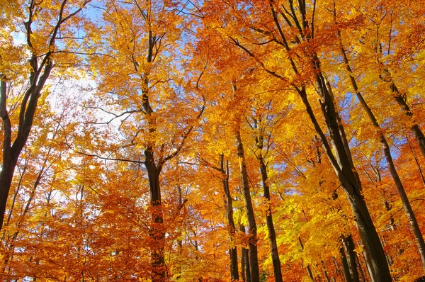 Буковые леса осенью 35 — стоковое фото