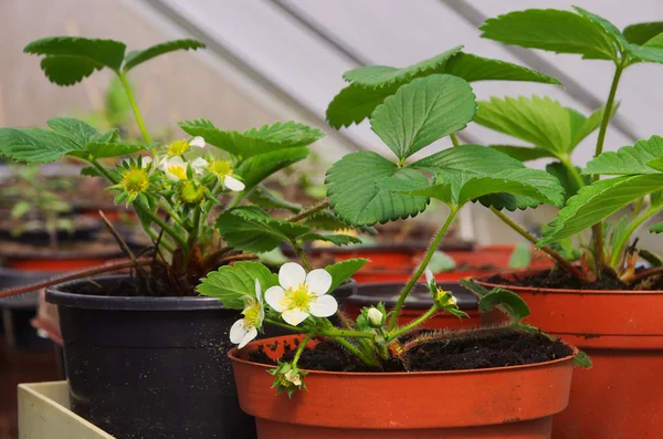 stock image Strawberry plant 01