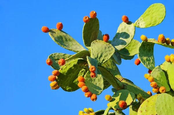 stock image Opuntia 17