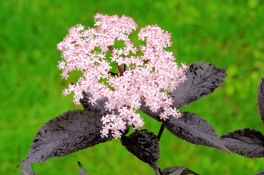 Elder flower 21 clipart