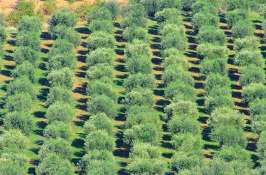 Olive grove 38