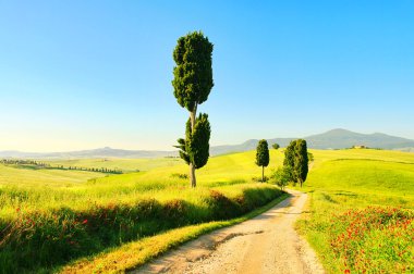 Cypress trees on the field, Italy clipart