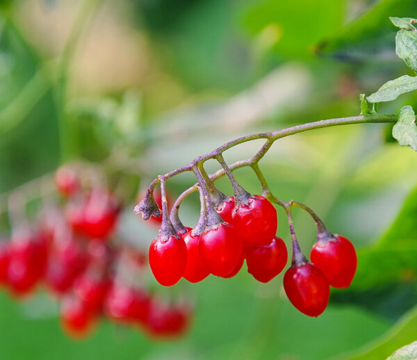 Bittersweet nightshade 02