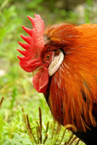 Ayam 05 — Stok Foto