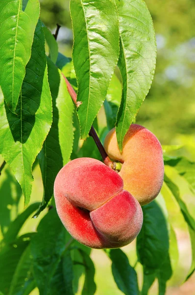 stock image Saturn peach 03