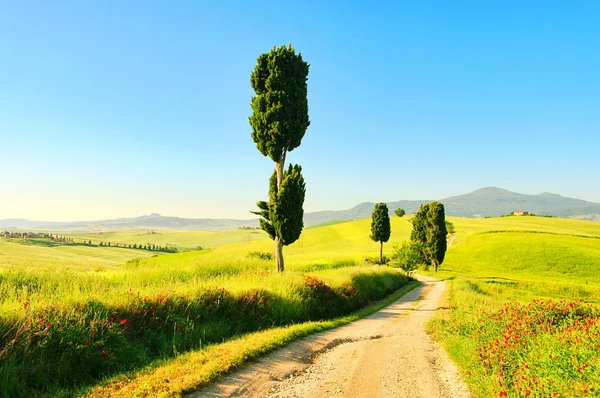 ต้นไซปรัสในทุ่ง อิตาลี — ภาพถ่ายสต็อก