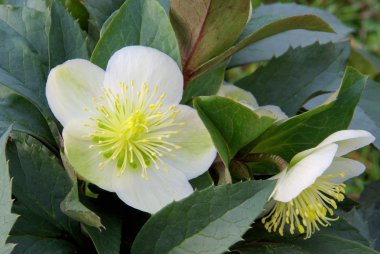 Hellebore 01 clipart