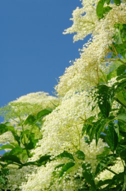 Elder flower 17 clipart