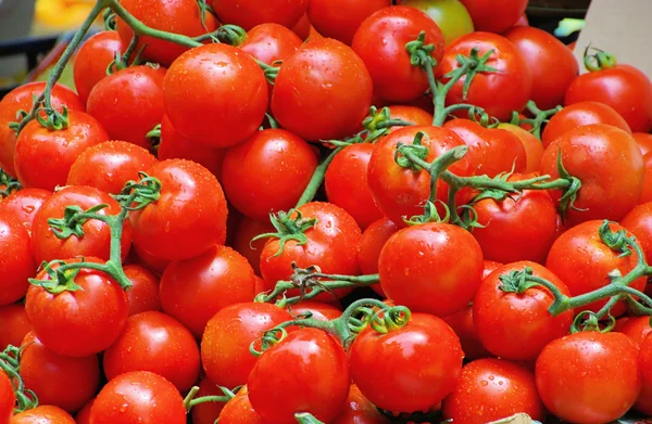 토마토 32 — 스톡 사진