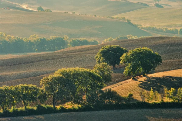 Tuscany hills in fall 09 — Stok Foto