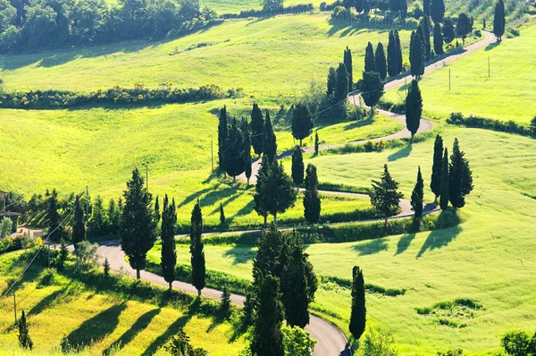 Cypress trees on the field, Tuscany — Stock Photo, Image