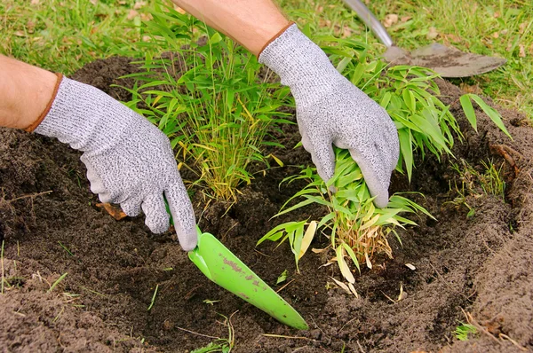 stock image Bamboo planting 03