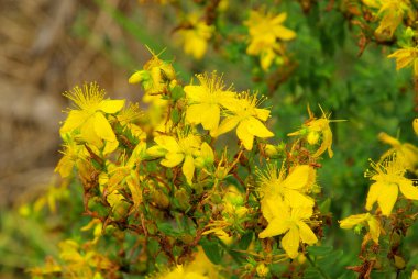 St Johns wort 09