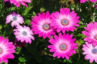 Osteospermum 02 clipart