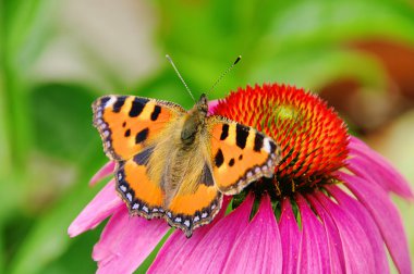 Small Tortoiseshell on Purple Coneflower 01 clipart