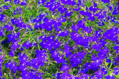 Garden Lobelia 02 clipart