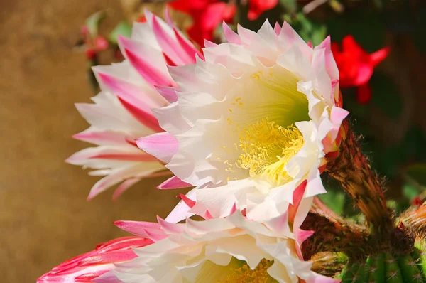 Cactus flower 01 — Stock Photo, Image