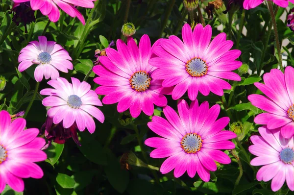 Osteospermum 02 — Foto Stock