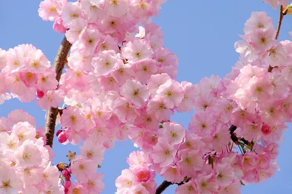 Flor de cerezo 02 —  Fotos de Stock