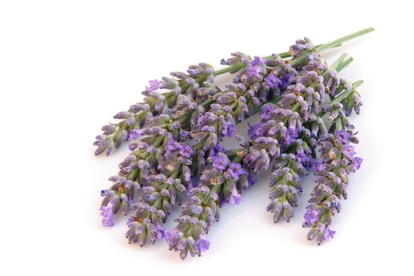 Lavender isolated 01 — Stock Photo, Image