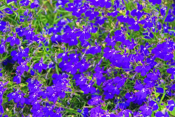 stock image Garden Lobelia 02