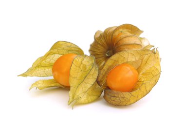 Physalis 08 clipart