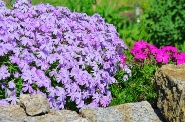 Moss Phlox 17