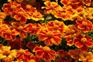 Tagetes 20