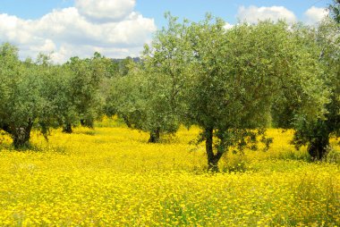 Meadow and olive tree 03