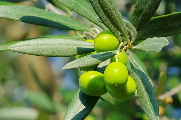 D'olive 43 — Photo
