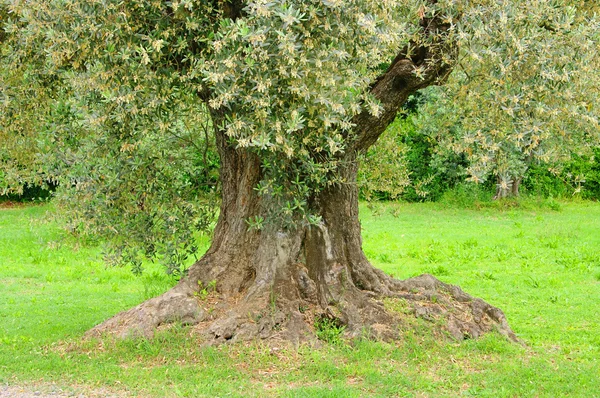 橄榄树树干 14 — 图库照片