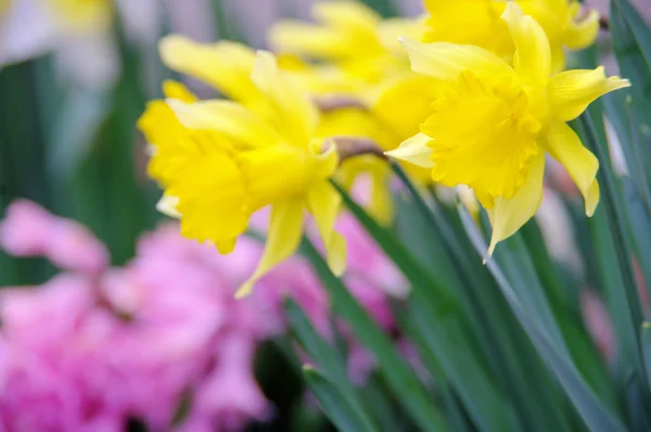 Narcissen en hyacinten 04 — Stockfoto