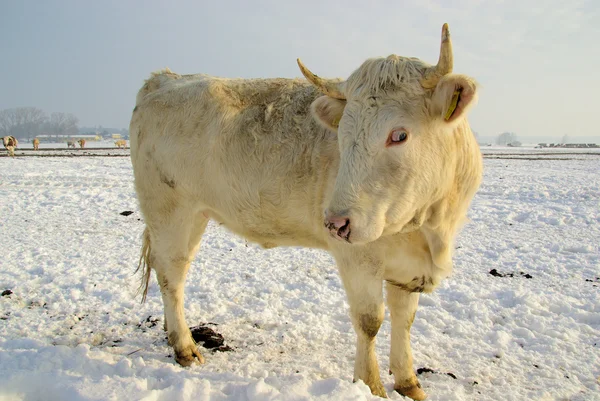 Корова 46 — стокове фото