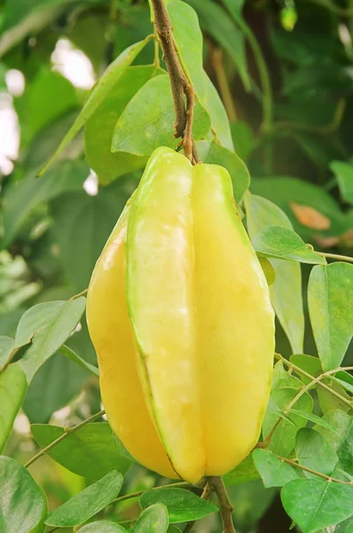 stock image Starfruit plant 01