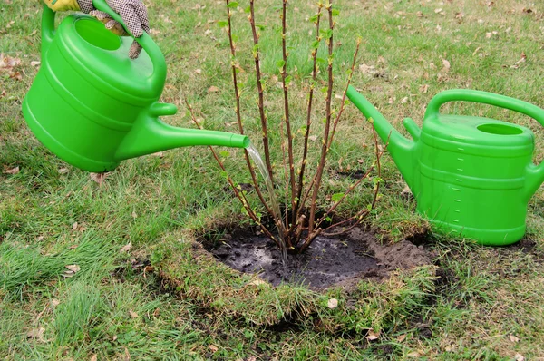 Watering a shrub 04 — Stock Photo, Image