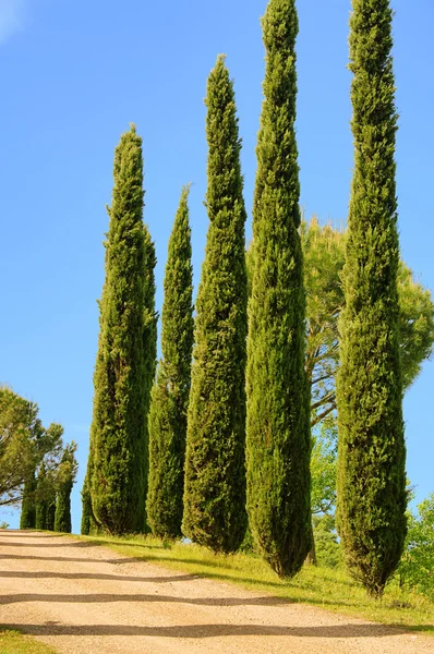 Cipreste da Toscana. A paisagem da Toscana. Itália — Fotografia de Stock